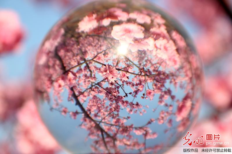 “微”观春色 柳绿花红