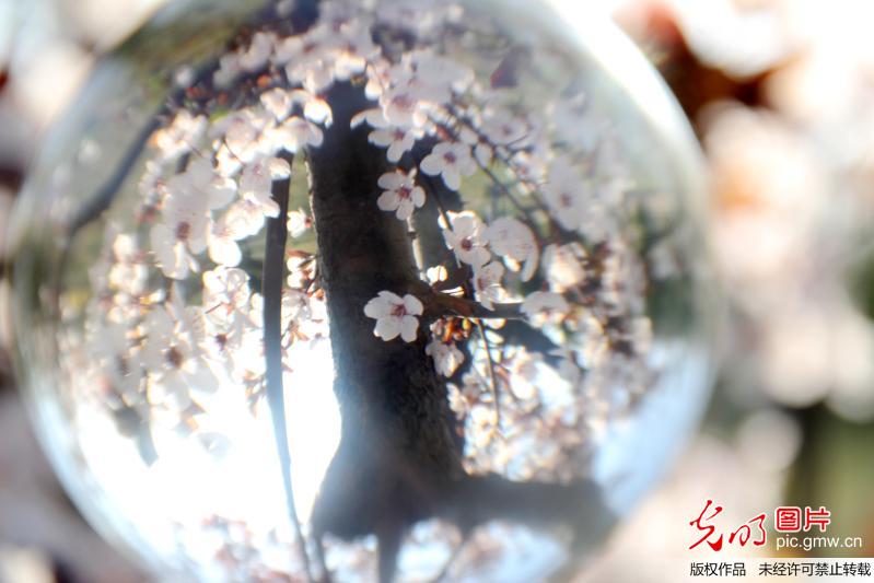 “微”观春色 柳绿花红