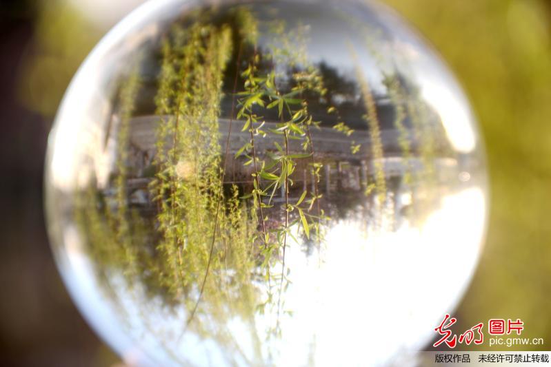 “微”观春色 柳绿花红