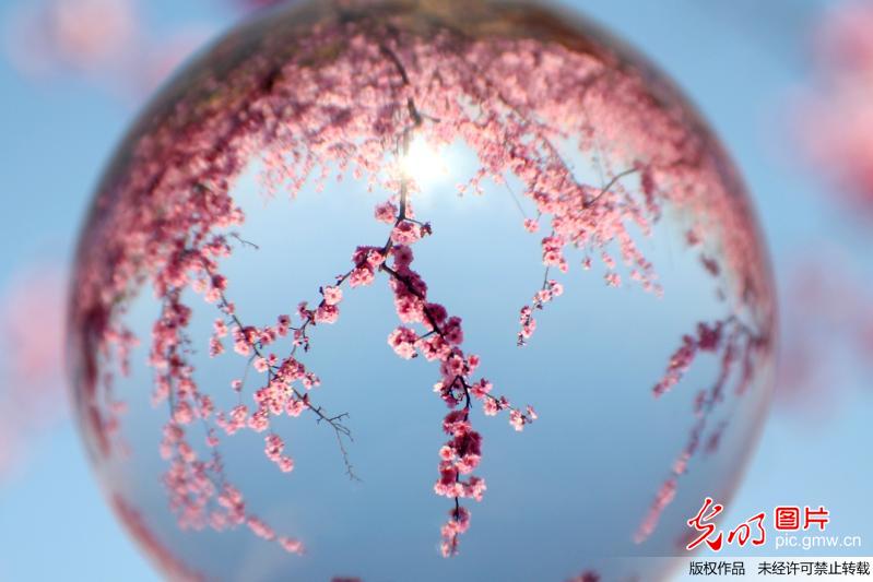 “微”观春色 柳绿花红