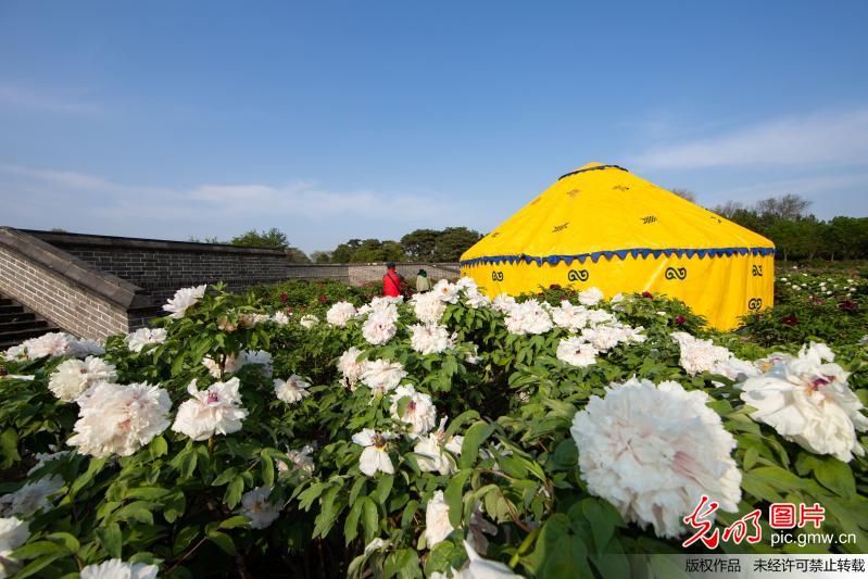 圆明园牡丹花开迎客来