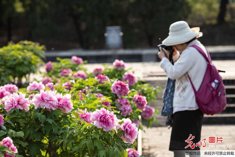 圆明园牡丹花开迎客来