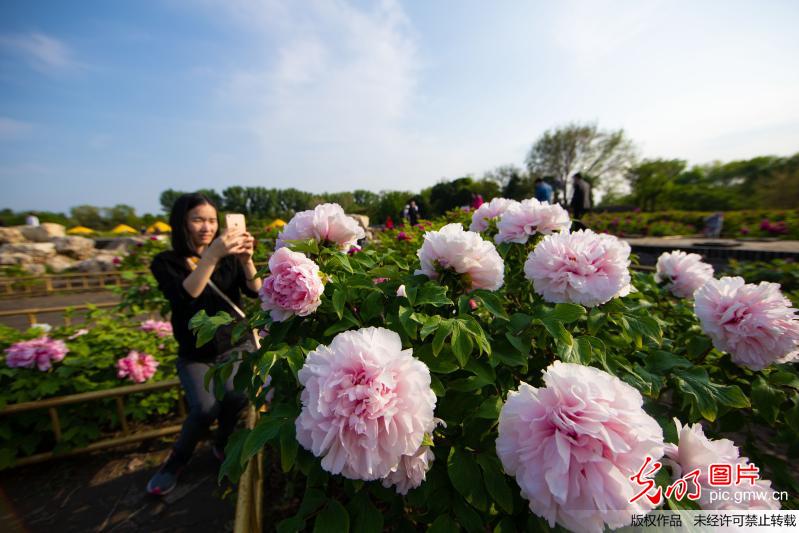 圆明园牡丹花开迎客来