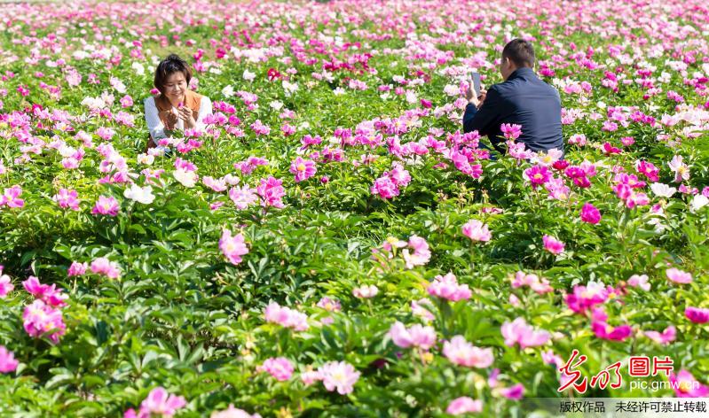 芍药花香迎客来