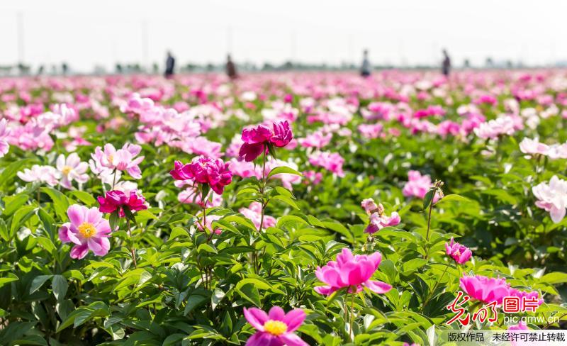 芍药花香迎客来