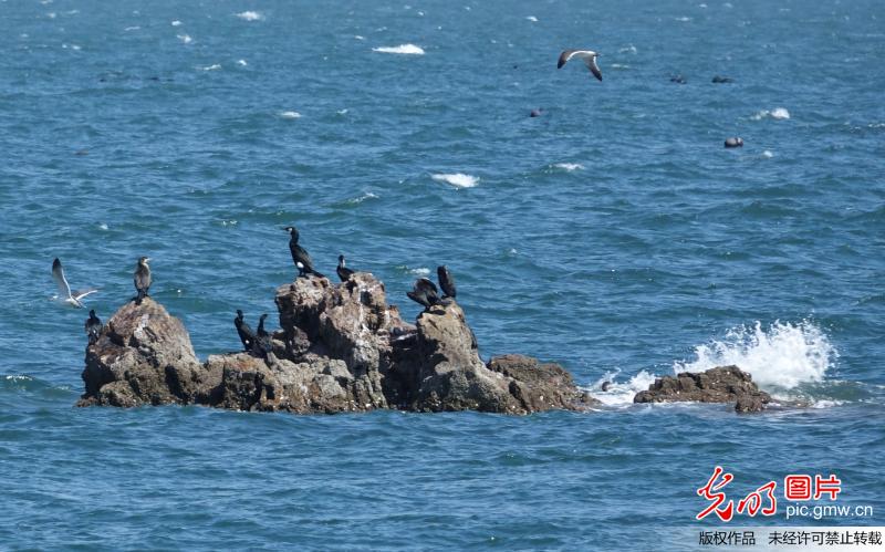 海鸬鹚栖息大连国家级生态县