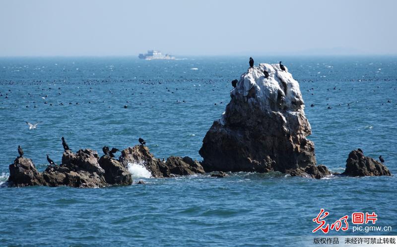 海鸬鹚栖息大连国家级生态县