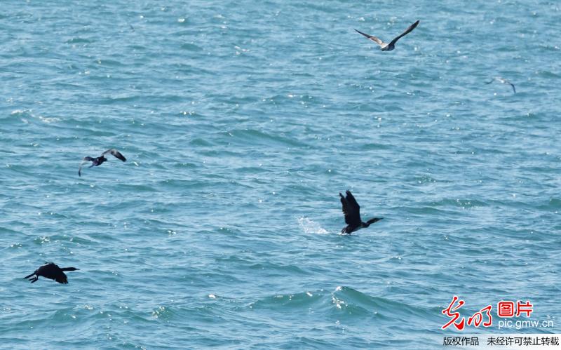 海鸬鹚栖息大连国家级生态县