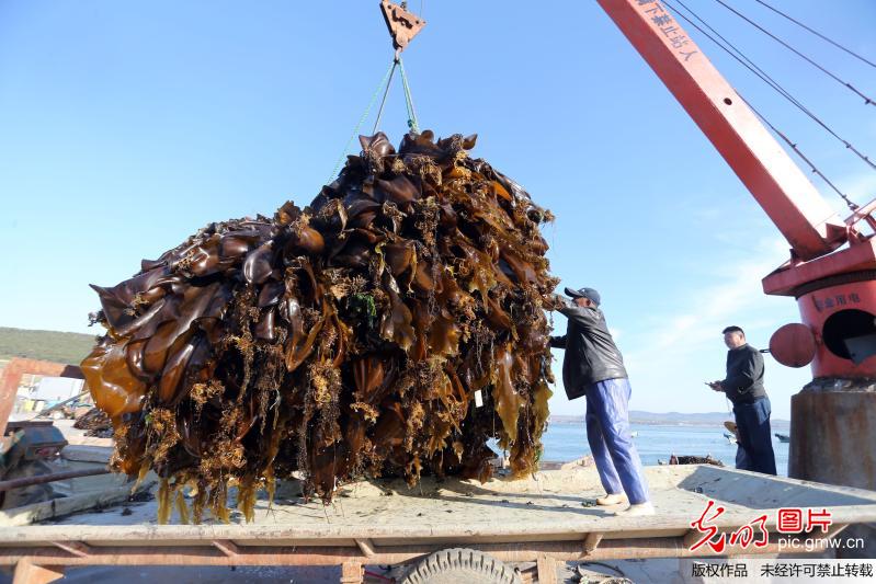 山东荣成：正是海带收获时