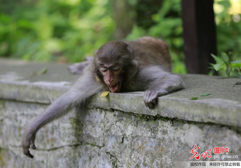张家界野生猕猴集体“卖萌”