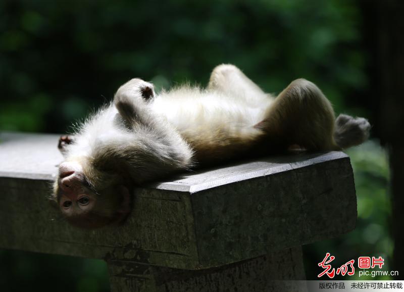 张家界野生猕猴集体“卖萌”