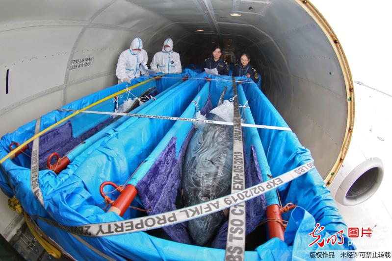 7头海豚乘专机抵达山东烟台