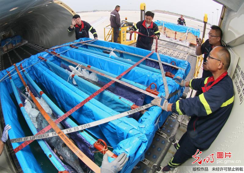 7头海豚乘专机抵达山东烟台