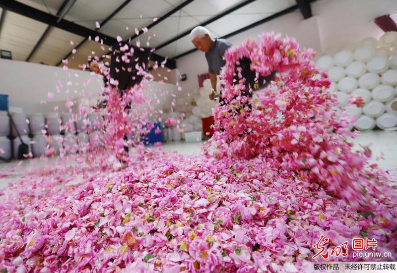 “芬芳产业”铺就农民致富路