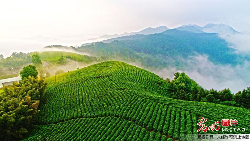雾锁茶园景如画