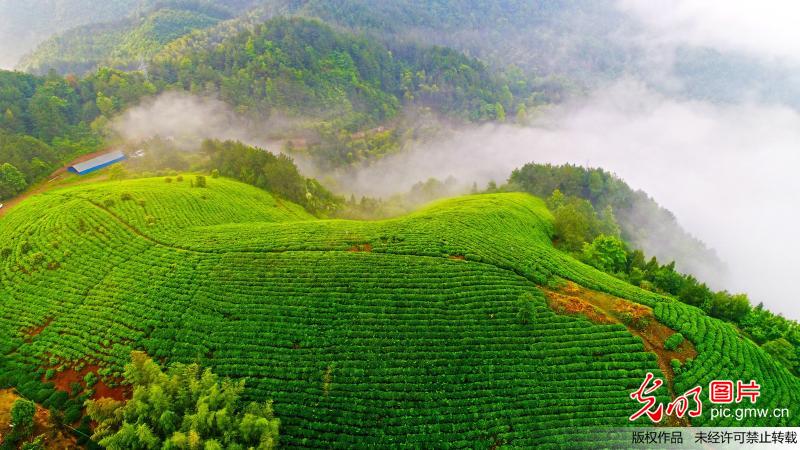 雾锁茶园景如画