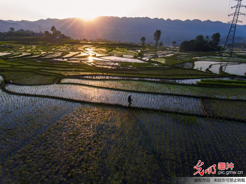 夏日梯田景美农忙