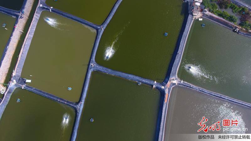 夏日鱼塘供氧忙