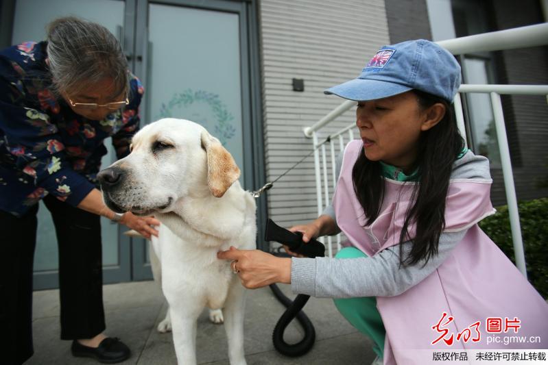 导盲犬——“你是我的眼”探访中国导盲犬大连培训基地