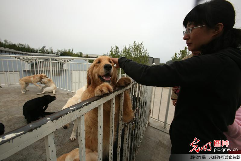 导盲犬——“你是我的眼”探访中国导盲犬大连培训基地