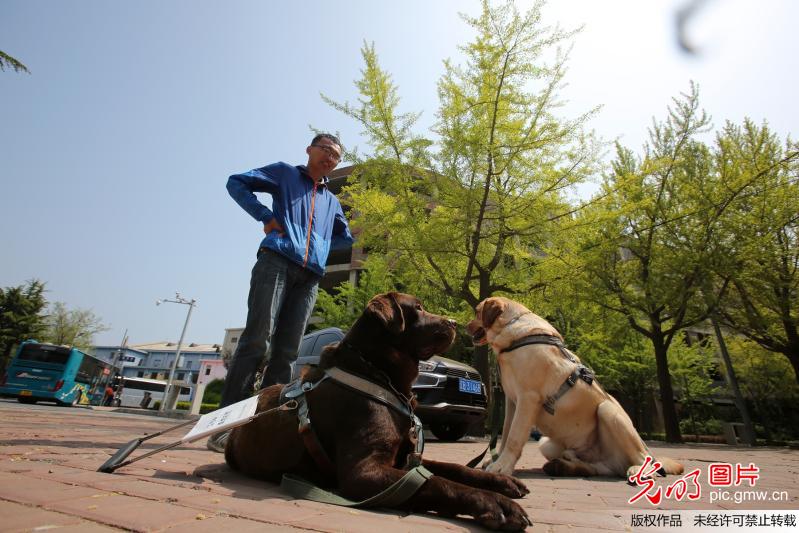 导盲犬——“你是我的眼”探访中国导盲犬大连培训基地