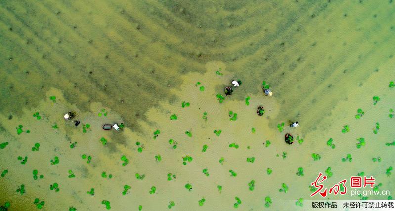 安徽庐江：万亩芡实忙栽种