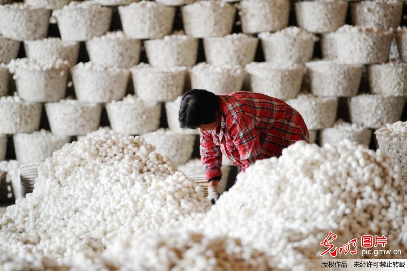 蚕农喜售丰收茧