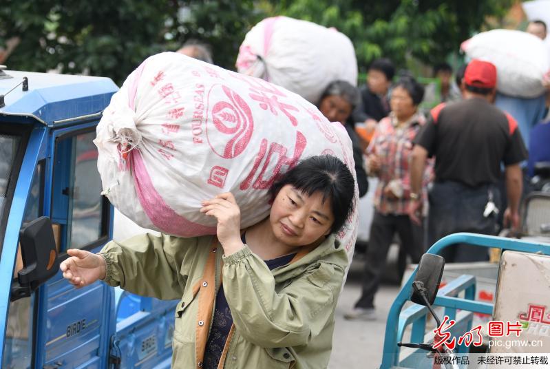 蚕农喜售丰收茧