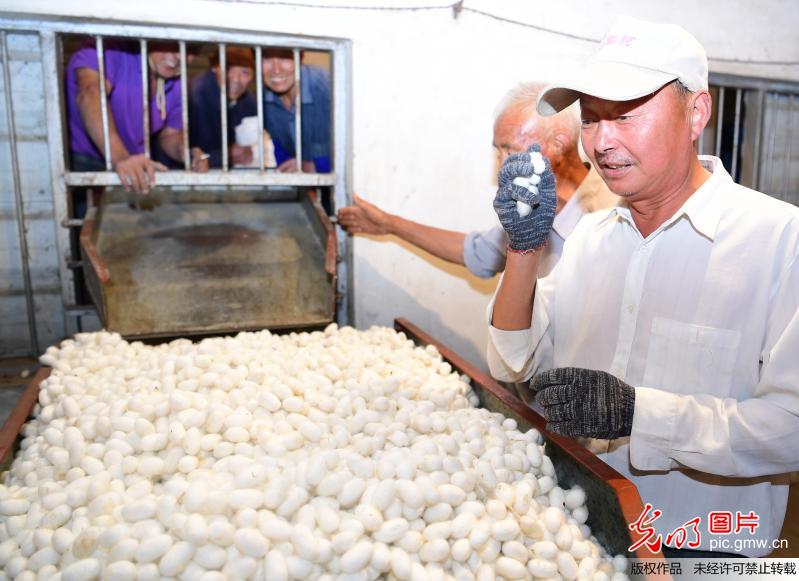 蚕农喜售丰收茧