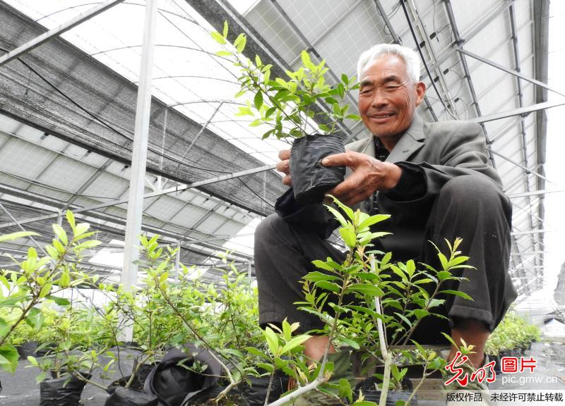 绿色光伏农业 助力农民增收