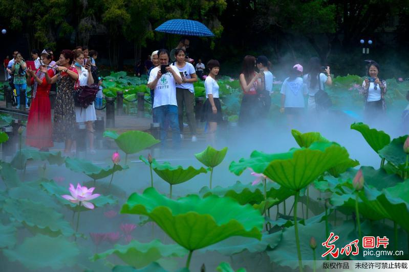 水雾荷花亮相深圳