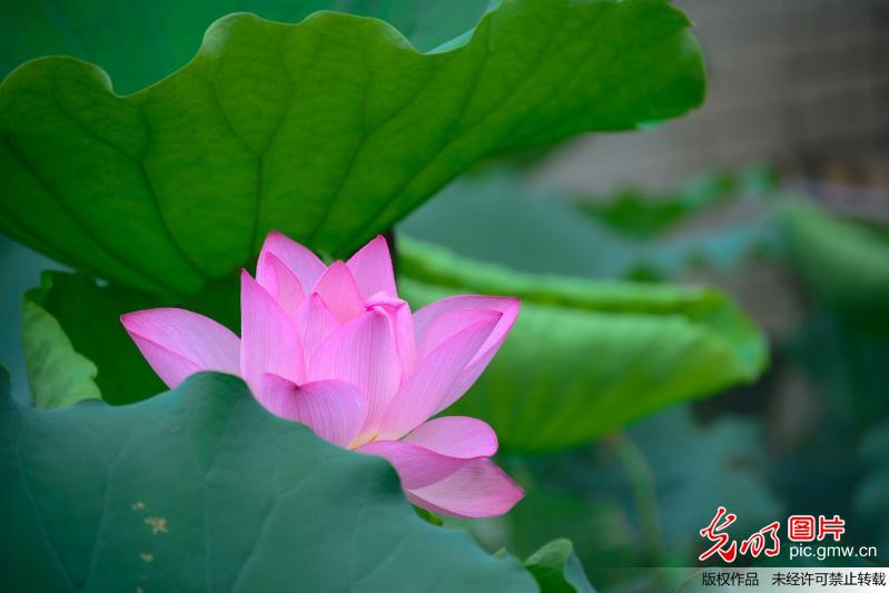 水雾荷花亮相深圳