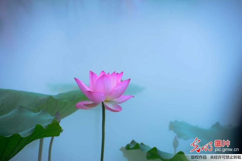 水雾荷花亮相深圳