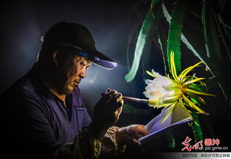 江苏泗洪：火龙果花开夜来香