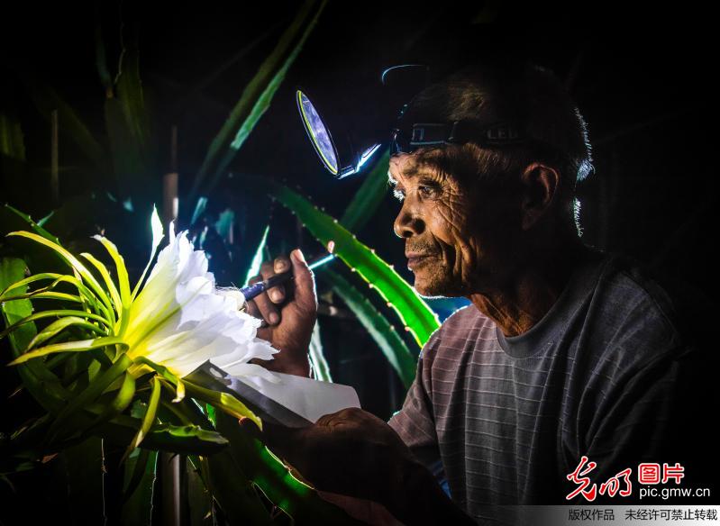 江苏泗洪：火龙果花开夜来香