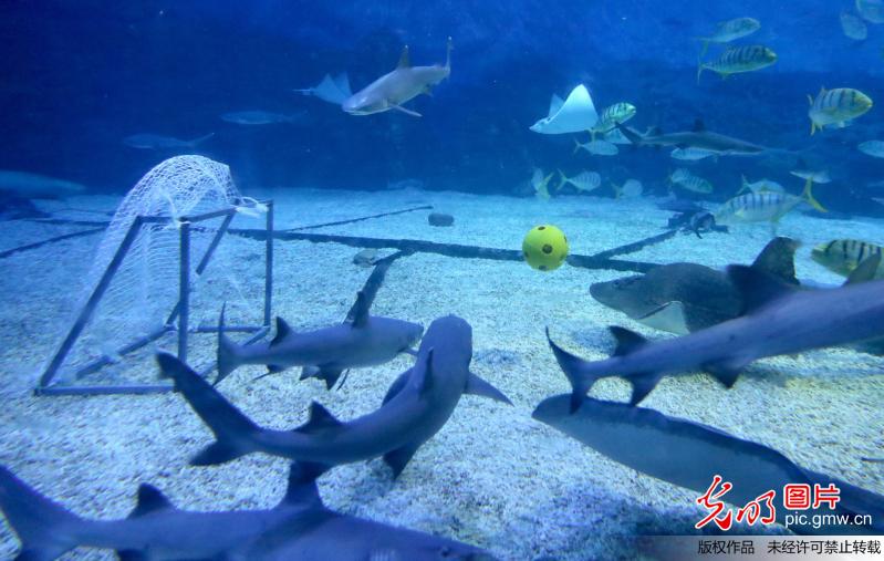 “海底世界杯”