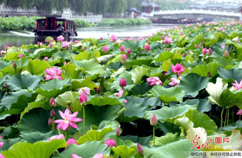 河南许昌：2.3万平方米荷花竞相开放
