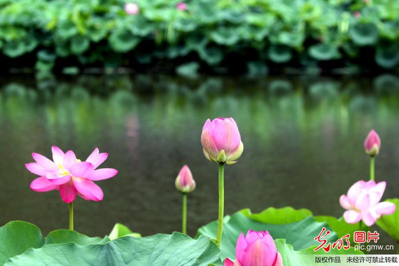 河南许昌：2.3万平方米荷花竞相开放