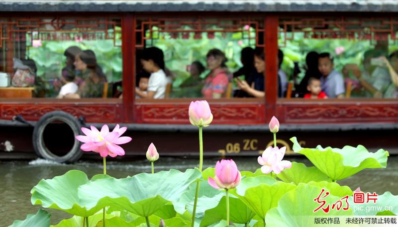 河南许昌：2.3万平方米荷花竞相开放