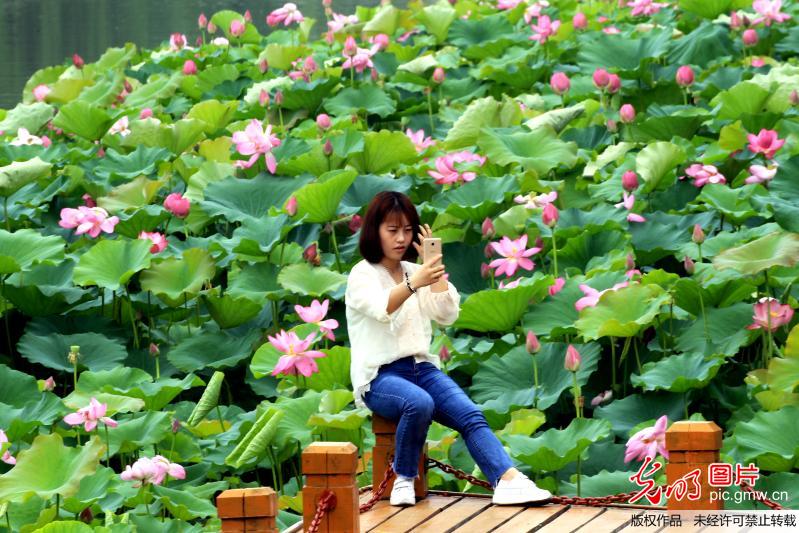 河南许昌：2.3万平方米荷花竞相开放