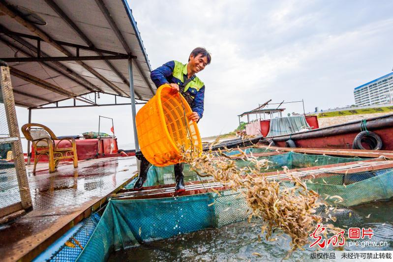 鄱阳湖结束禁渔期