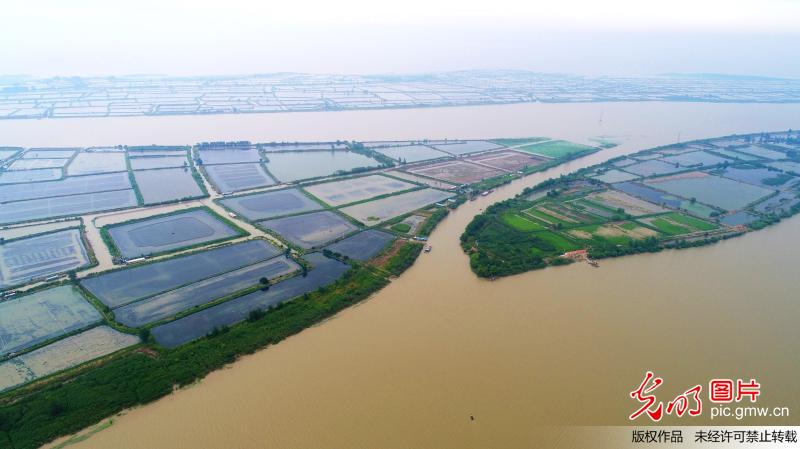 江苏老子山万亩水田生态美