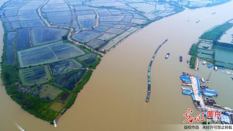 江苏老子山万亩水田生态美