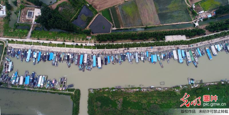 江苏老子山万亩水田生态美