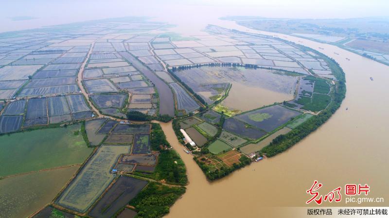 江苏老子山万亩水田生态美
