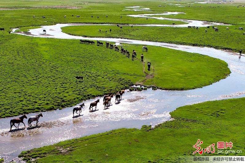 盛夏巴里坤草原美