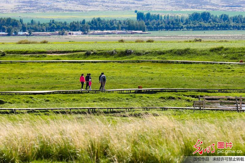 盛夏巴里坤草原美