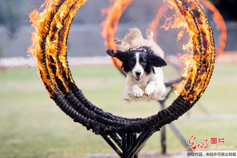 江苏省缉毒犬实战演练