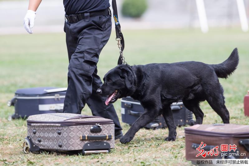 江苏省缉毒犬实战演练