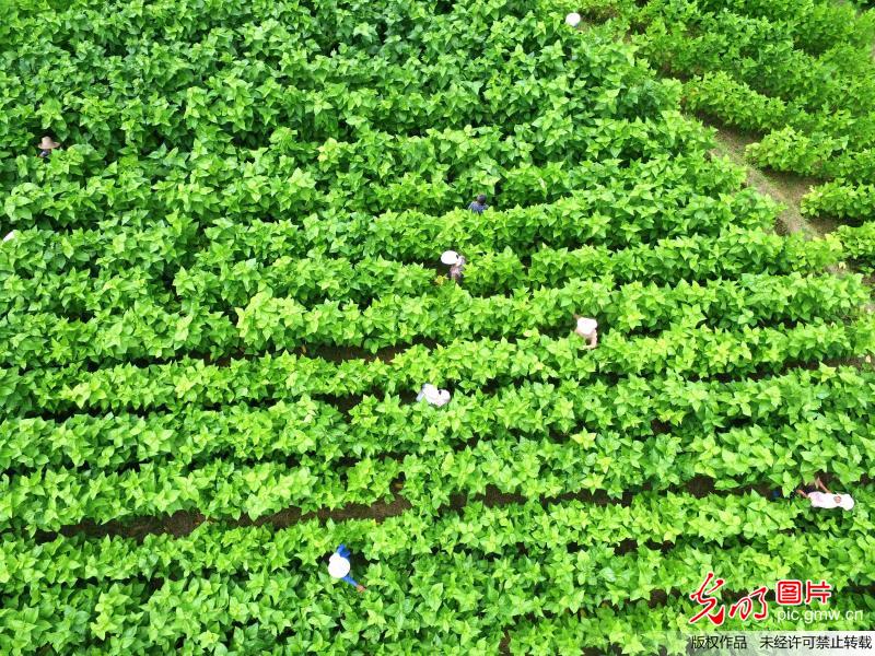 贵州榕江：规模发展种桑养蚕 结构调整促增收